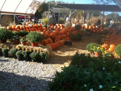 Greenhouse with pumpkins