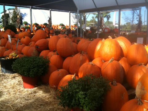 Pumpkins and colorful mums (fall 2013)