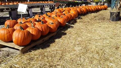 Rows of orange pumpkins on straw (fall 2013)