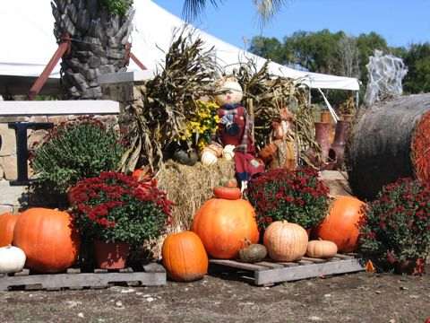 Corn stalks and scarecrow